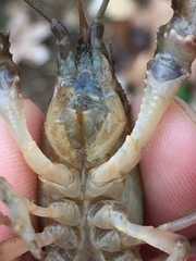 Cambarus striatus