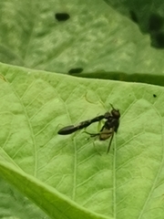 Odontomantis planiceps