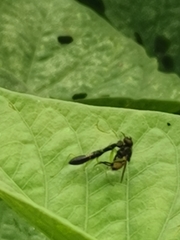 Odontomantis planiceps