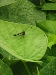 Odontomantis planiceps