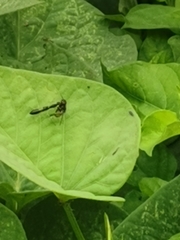 Odontomantis planiceps