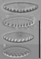 Nitzschia soratensis