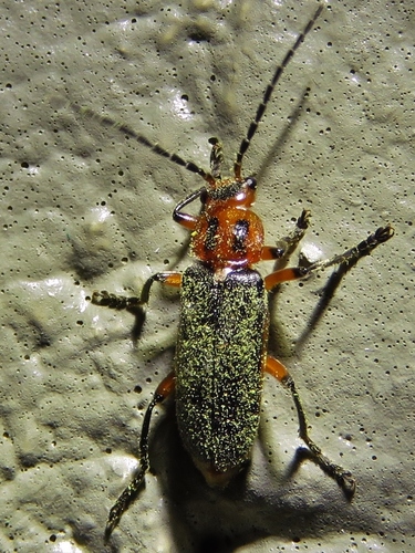 Photo of Two-lined Leatherwing (Atalantycha bilineata)