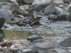 Spotted Forktail photo 3