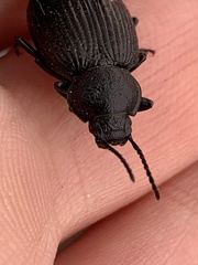 Adelium tenebrioides
