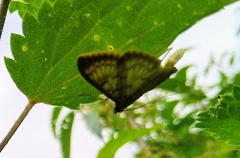 Patania ruralis