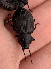Adelium tenebrioides