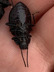 Adelium tenebrioides
