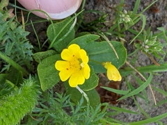 Erythranthe primuloides