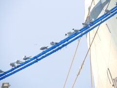 Leucophaeus atricilla