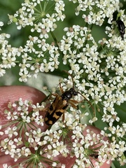Xestoleptura