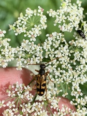 Xestoleptura
