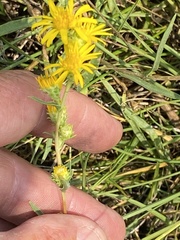 Pyrrocoma racemosa paniculata
