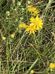 Pyrrocoma racemosa paniculata