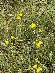 Pyrrocoma racemosa paniculata