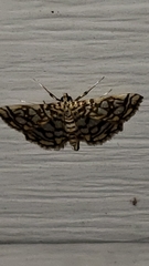 Lygropia rivulalis