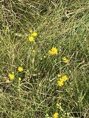 Pyrrocoma racemosa paniculata