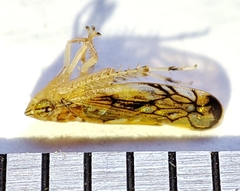 Scaphoideus titanus