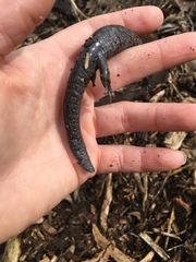 Ambystoma barbouri
