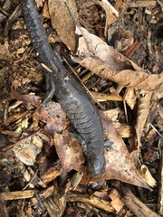 Ambystoma barbouri
