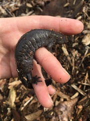 Ambystoma barbouri