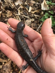 Ambystoma barbouri