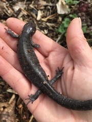Ambystoma barbouri