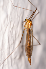 Nephrotoma scurra
