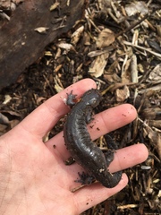 Ambystoma barbouri