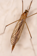 Nephrotoma scurra