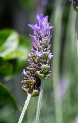 Lavandula