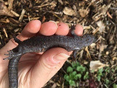 Ambystoma barbouri