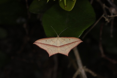 Timandra convectaria