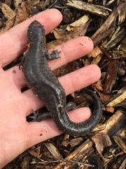 Ambystoma barbouri