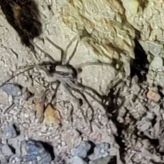 Camptocosa