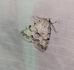 Acronicta innotata