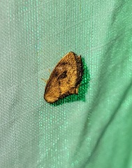 Heterogenea shurtleffi