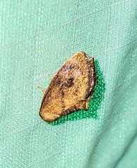 Heterogenea shurtleffi