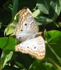 Anartia jatrophae