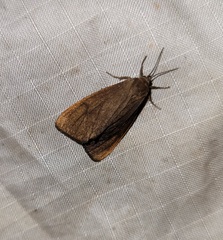 Virbia opella