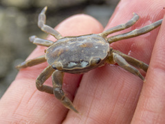Paragrapsus quadridentatus