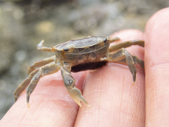 Paragrapsus quadridentatus