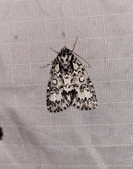 Acronicta fragilis