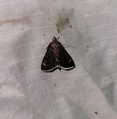 Pyrausta niveicilialis