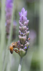 Lavandula