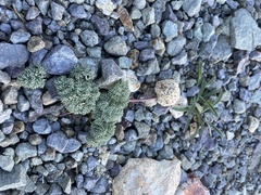 Cymopterus cinerarius