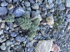 Cymopterus cinerarius