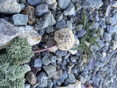Cymopterus cinerarius