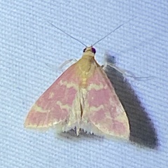 Pyrausta signatalis