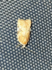 Acleris cervinana